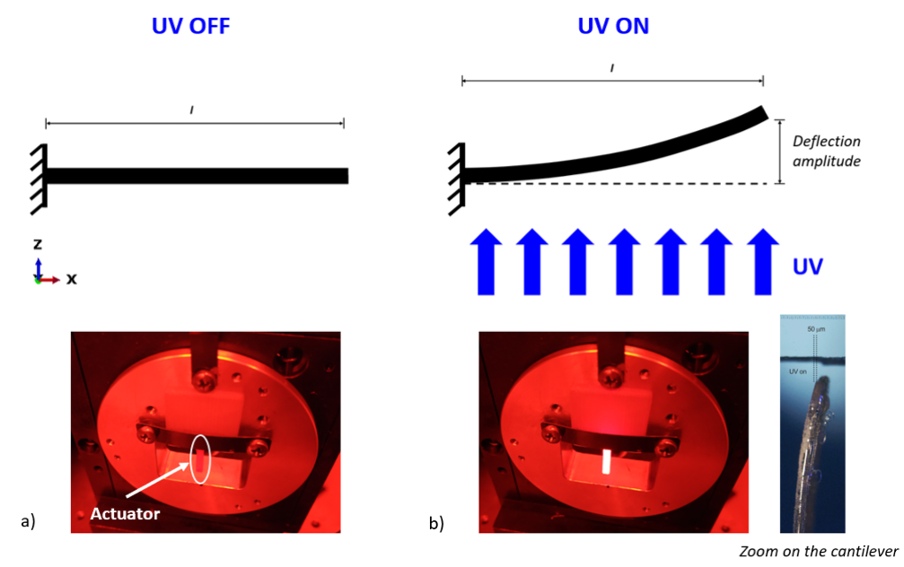Actuator before and during optical actuation